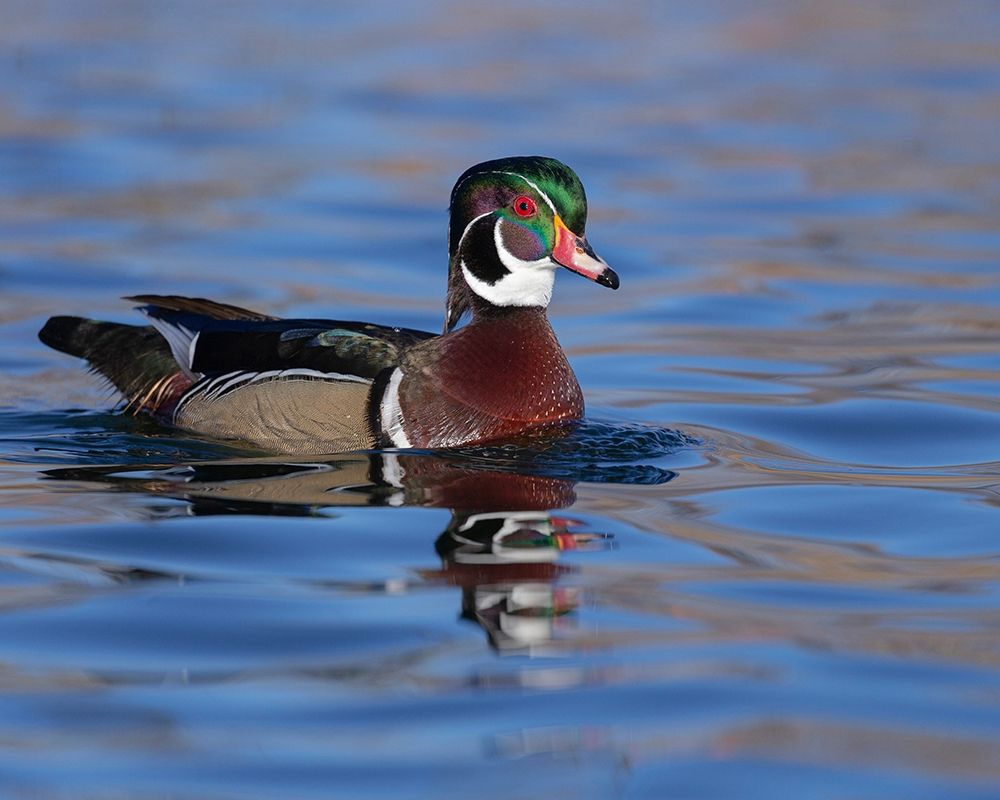 Wood duck drake in perfect coloration-New Mexico